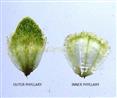  Phyllaries